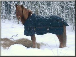 Polarvargens Kennel - Krokur