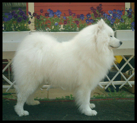 Polarvargens Kennel- Mille