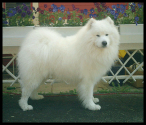 Polarvargens Kennel- Mille