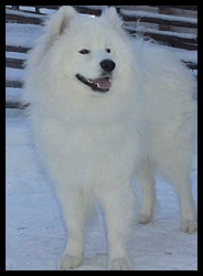 Polarvargens Kennel- Furudal