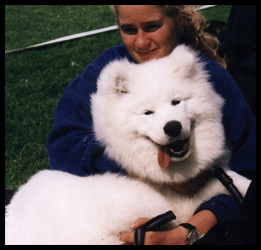 Polarvargens Kennel- Lövudden, Mille 6 månader