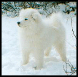 Polarvargens Kennel - Mille