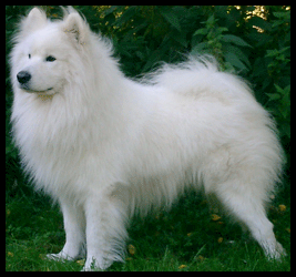 Polarvargens Kennel- Mille 050909