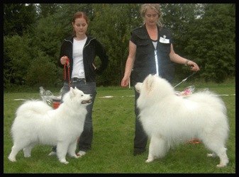 Polarvargens Kennel- Mille Bir i Sörsjön -04