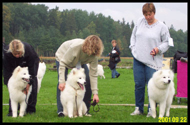 Polarvargens Kennel -Zammi, Senta,Bianca i Fjällnora