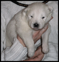 Polarvargens Kennel- Fläderblommans Taigas Novaja-Zemlja