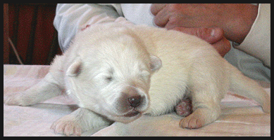 Polarvargens Kennel- Fläderblommans Taigas Gorkii 1 vecka