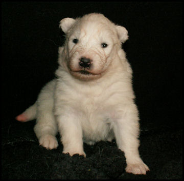 Polarvargens Kennel -Zammi, Senta,Bianca i Fjällnora