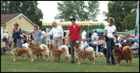 AVELSKLASS Lejonbols Kennel