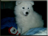 Polarvargens Kennel -  Malika