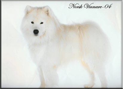 Polarvargens Kennel -  Marco