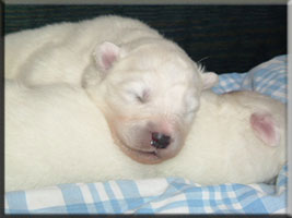 Polrvargens Kennel -  Zammis Valpar