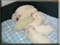 Polarvargens Kennel -  Zammis Valpar