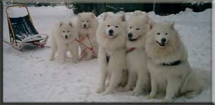 Polarvargens Kennel - Hundarna