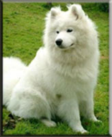 Polarvargens Kennel - Mackan