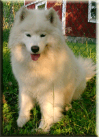 Polarvargens Kennel -  Mackan