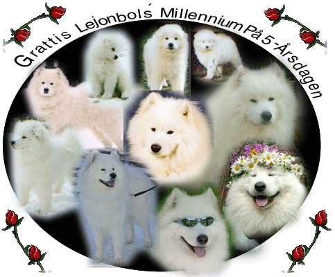Polarvargens Kennel -  Mille