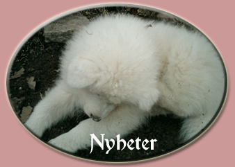 Polarvargens Kennel - Nyheter2004