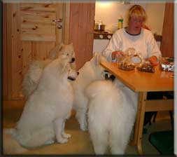 Polarvargens Kennel -  Pernilla i Norge