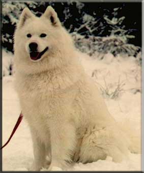 Polarvargens Kennel - Laika