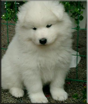 Polarvargens Kennel -  Zorro