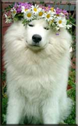 Polarvargens Kennel -  Zimba